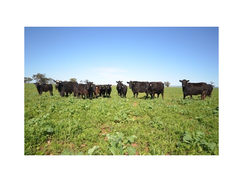 . ‘WIRREANDA’, Snowtown SA 5520