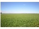 . ‘WIRREANDA’, Snowtown SA 5520
