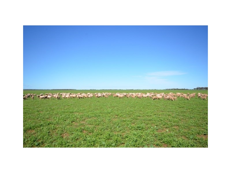 . ‘WIRREANDA’, Snowtown SA 5520