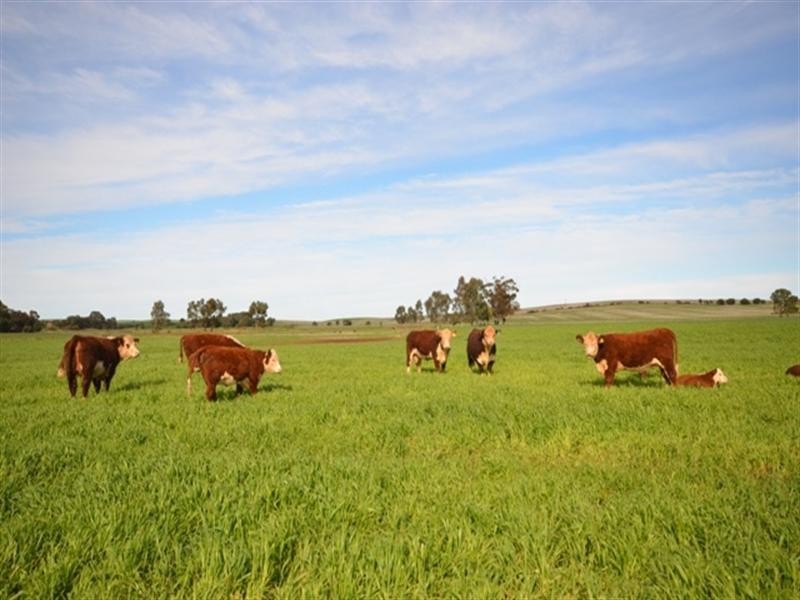 “Kurrum Burra” Various Secs, Riverton SA 5412