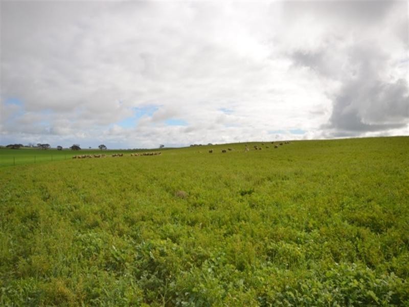 “Sampsons” Port Lorne Road, Pinery SA 5460