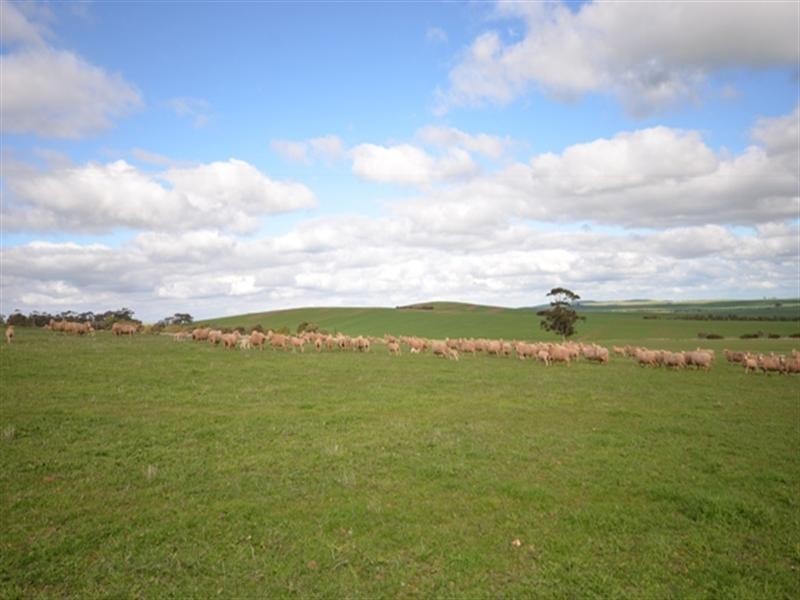 “Glendale” 3 Lots, Burra SA 5417