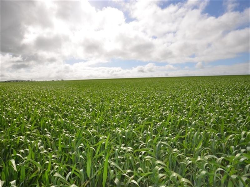 Various Secs Balaklava – Pt Wakefield Road, Bowmans SA 5550