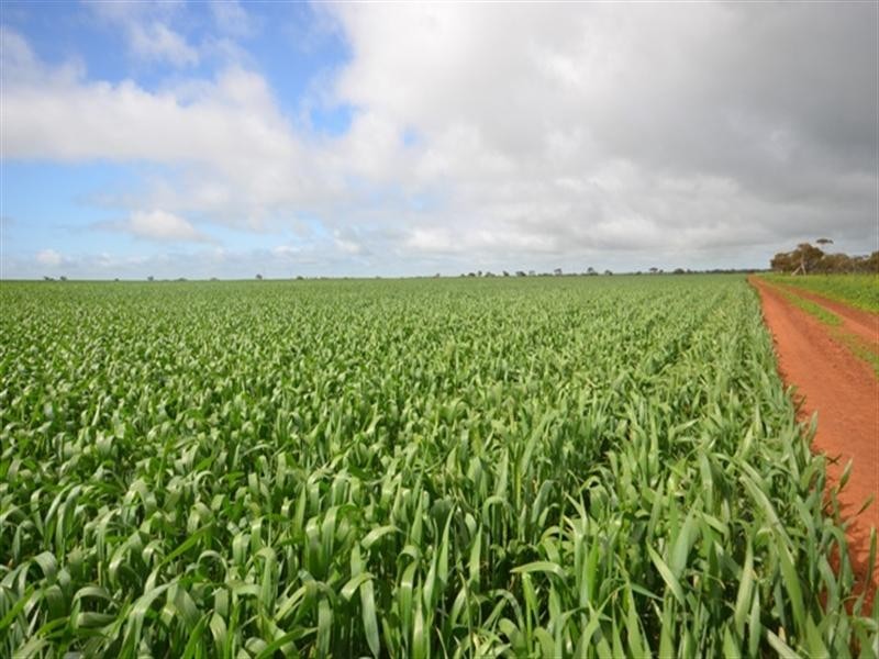 Various Secs Balaklava – Pt Wakefield Road, Bowmans SA 5550