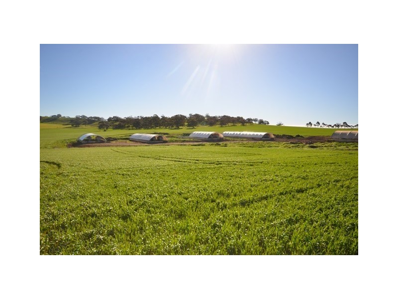 “YELMAH FARM” 2 Lots, Tarlee SA 5411