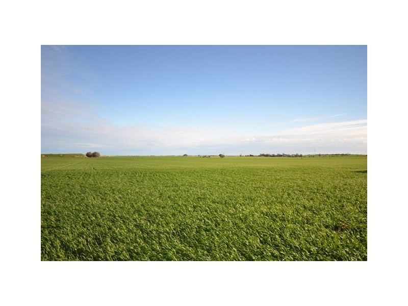 “YELMAH FARM” 2 Lots, Tarlee SA 5411