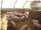 “YELMAH FARM” 2 Lots, Tarlee SA 5411