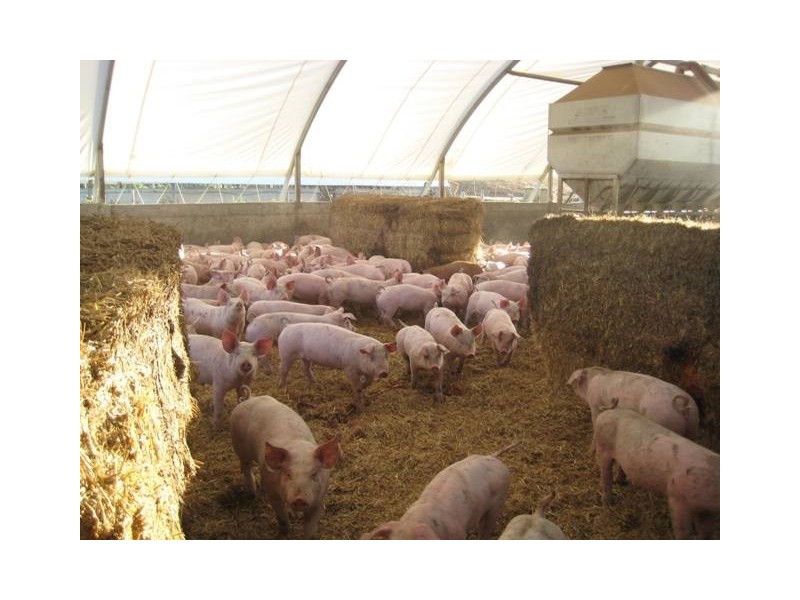 “YELMAH FARM” 2 Lots, Tarlee SA 5411