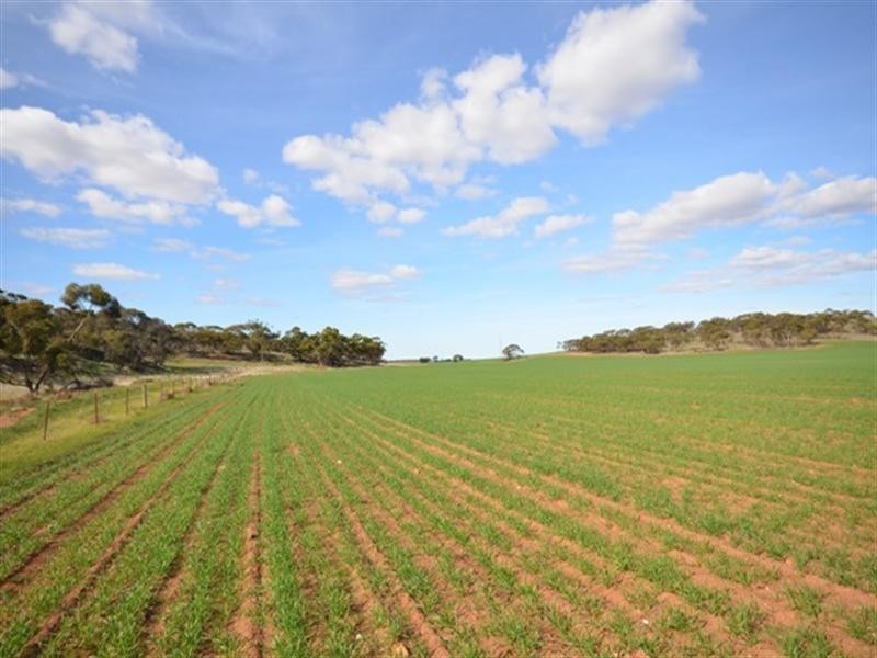 3 Lots Sutherlands Area, Eudunda SA 5374