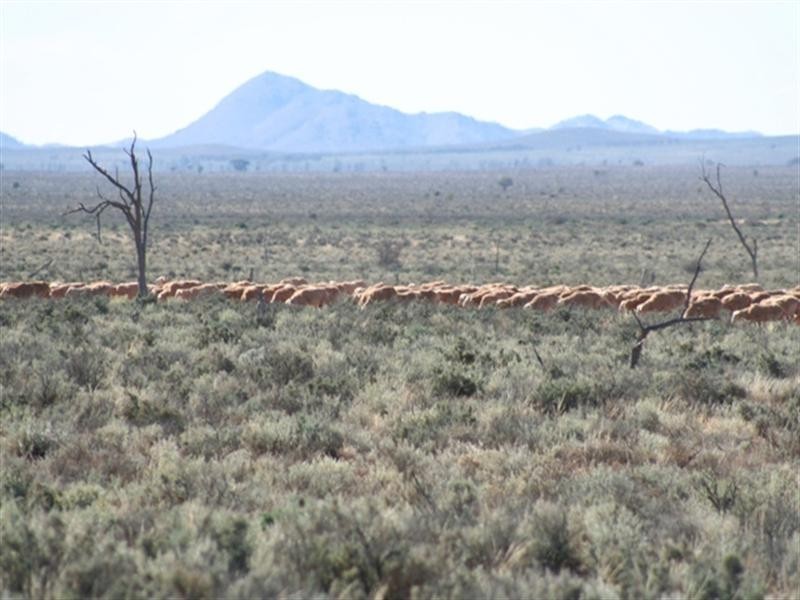 . “Collinsville Station”, Burra SA 5417