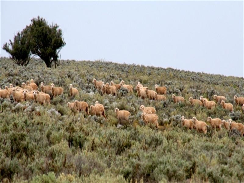 . “Collinsville Station”, Burra SA 5417