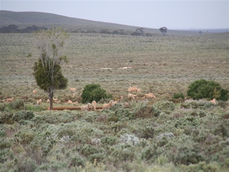 . “Collinsville Station”, Burra SA 5417