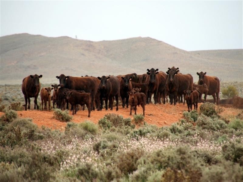 . “Collinsville Station”, Burra SA 5417