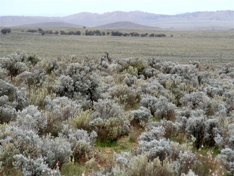 . “Collinsville Station”, Burra SA 5417