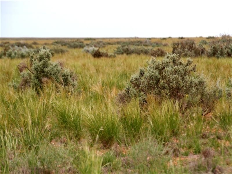 . “Collinsville Station”, Burra SA 5417