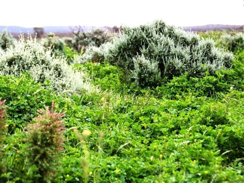 . “Collinsville Station”, Burra SA 5417