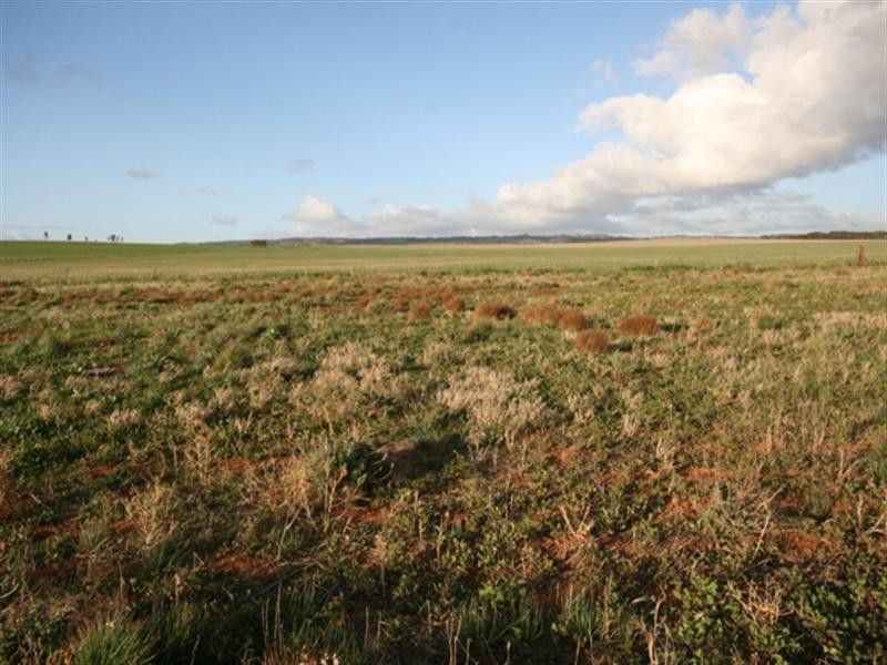 Lot 29 Cook Avenue, Blyth SA 5462