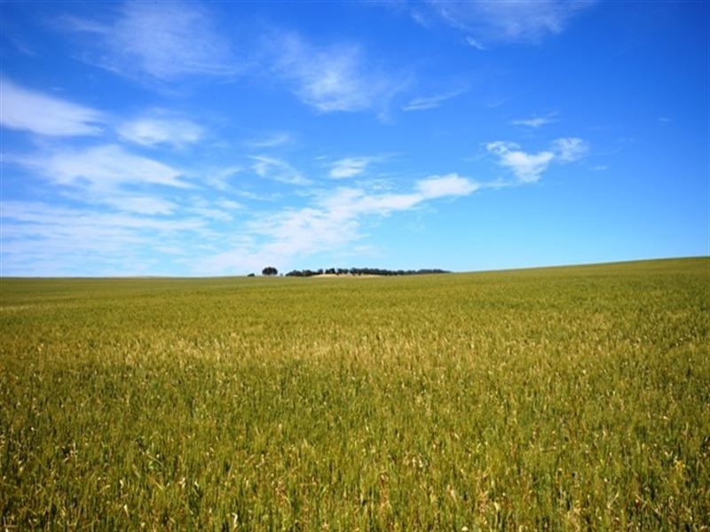 4 Lots Holm Hill Road, Manoora SA 5414