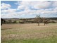 57 Calcannia Road, Clare SA 5453