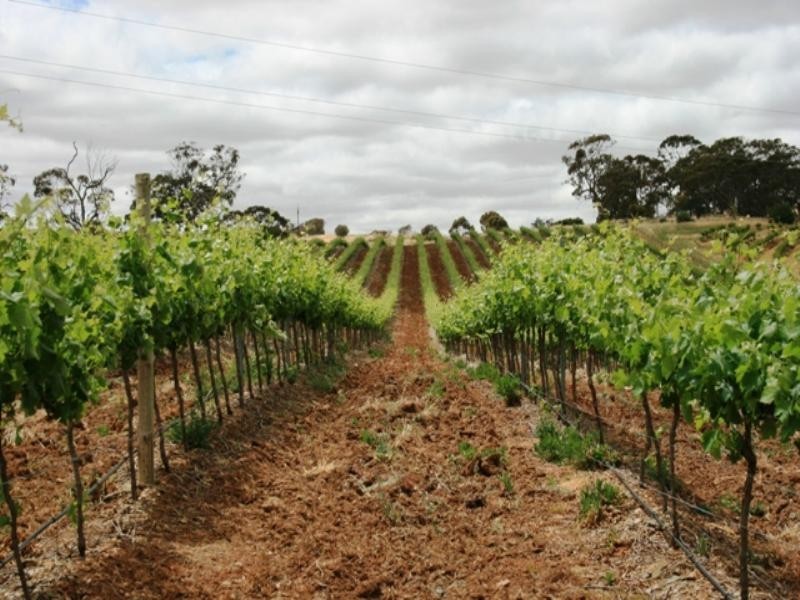 Lot 100 Springfarm Road, Clare SA 5453