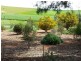 “Players Farm” Jacka Road, Leighton via, Burra SA 5417