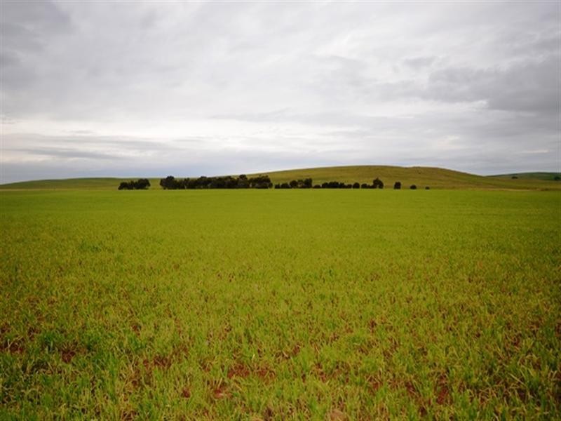 “Springvale” Braefoot Road, Hanson SA 5417