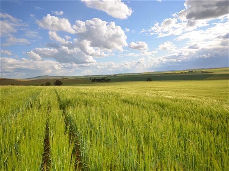 “Toolangie” Barrier Highway, Hallett SA 5419