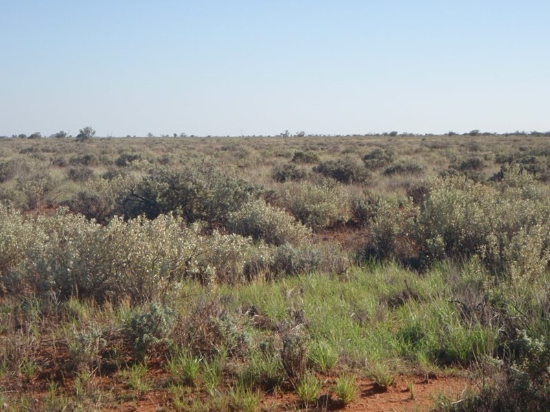 . “Kalabity Station” via Broken Hill, Olary SA 5440