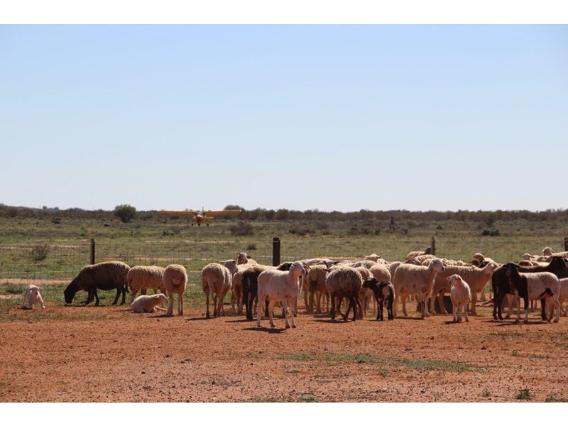 . “Kalabity Station” via Broken Hill, Olary SA 5440