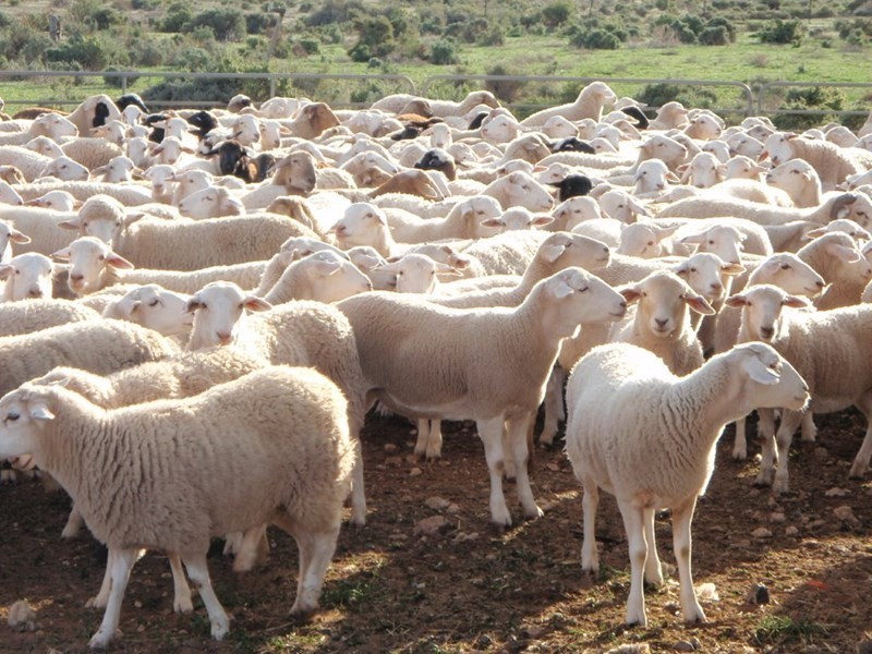 . “Kalabity Station” via Broken Hill, Olary SA 5440