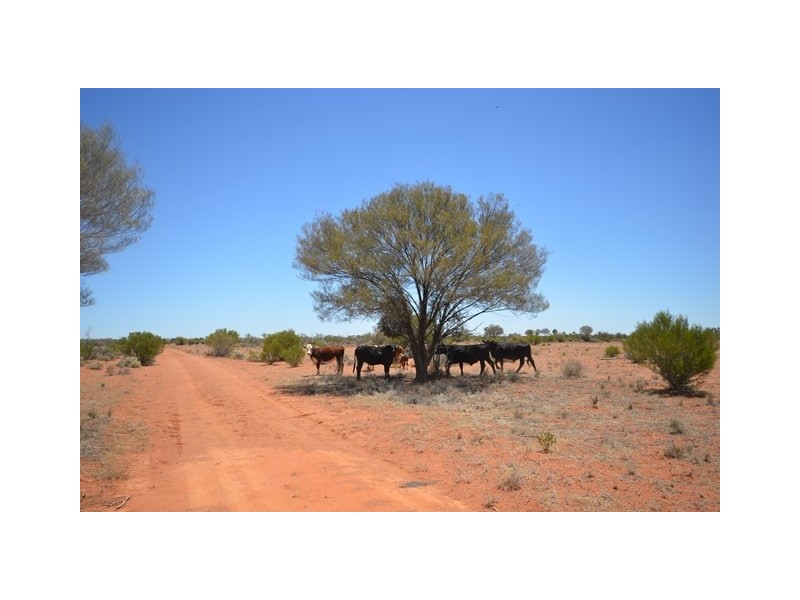 . “Kalabity Station” via Broken Hill, Olary SA 5440
