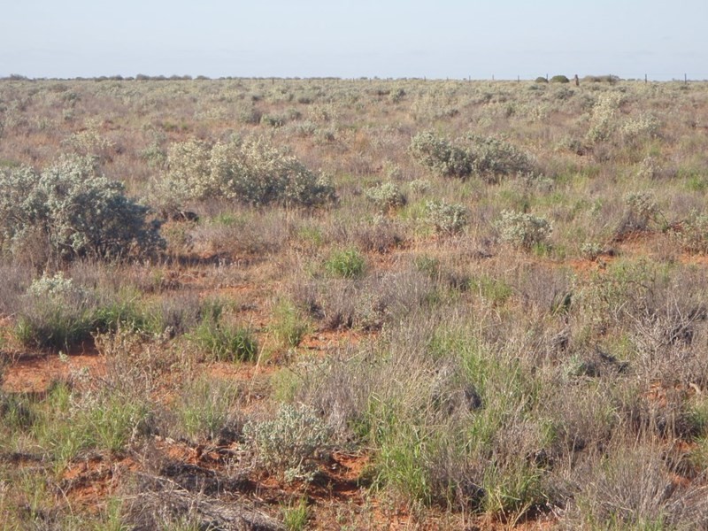 . “Kalabity Station”, Broken Hill NSW 2880