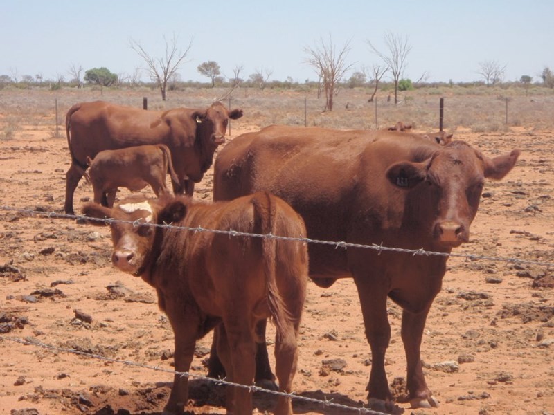 . “Kalabity Station”, Broken Hill NSW 2880