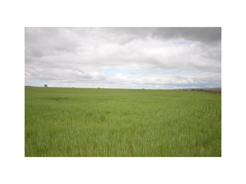 Ma’s and Lagoon Main Road, Robertstown SA 5381