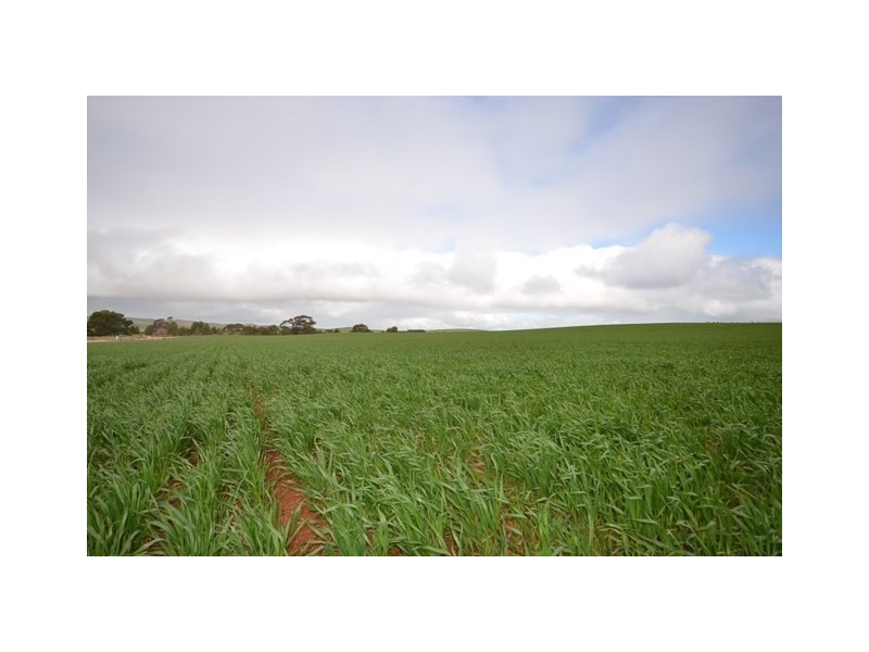 “Pfitzners” Range Road, Eudunda SA 5374