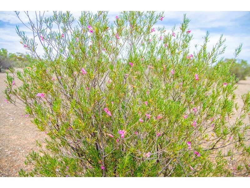 Sections 41, 42 and 62 OTC Road, Ceduna SA 5690