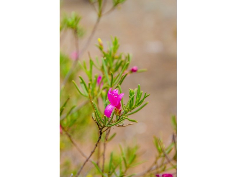 Sections 41, 42 and 62 OTC Road, Ceduna SA 5690