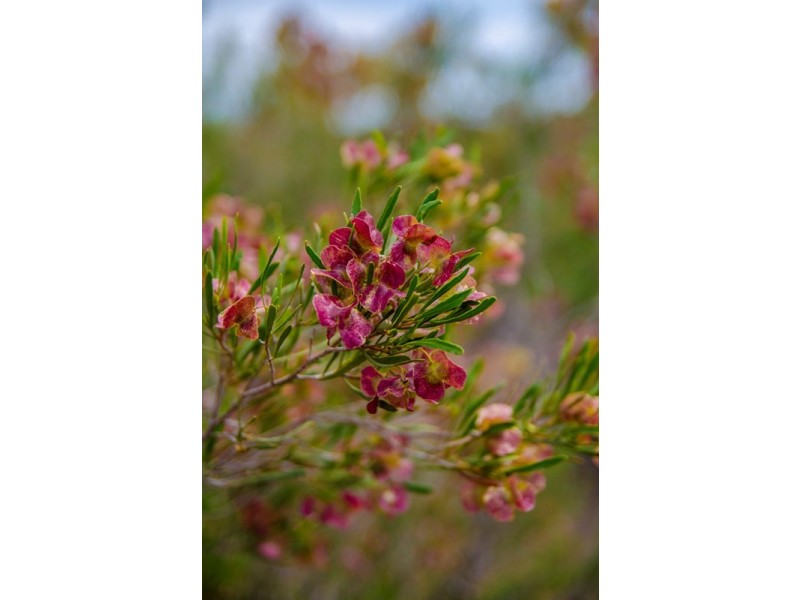 Sections 41, 42 and 62 OTC Road, Ceduna SA 5690
