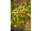 Sections 41, 42 and 62 OTC Road, Ceduna SA 5690