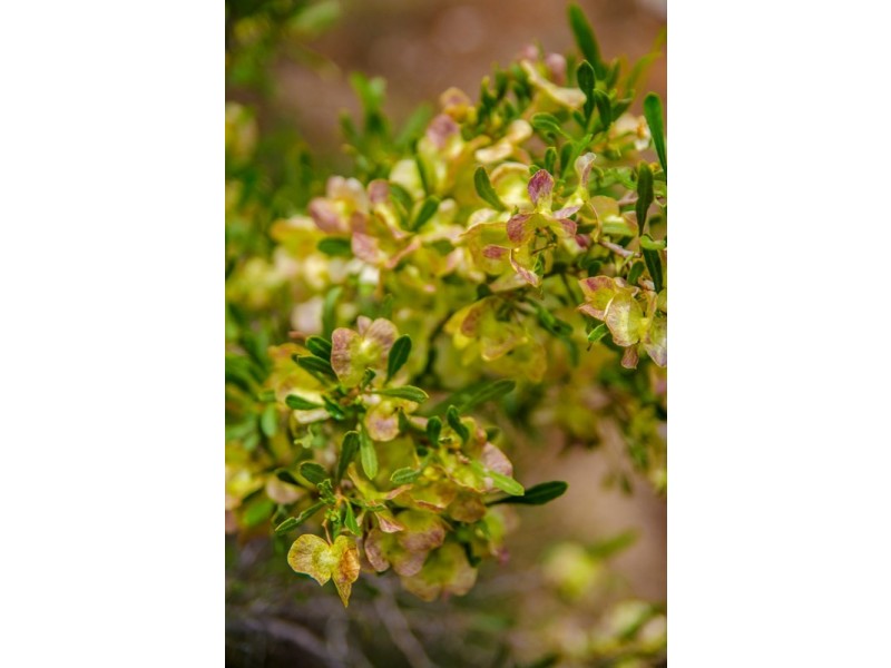 Sections 41, 42 and 62 OTC Road, Ceduna SA 5690