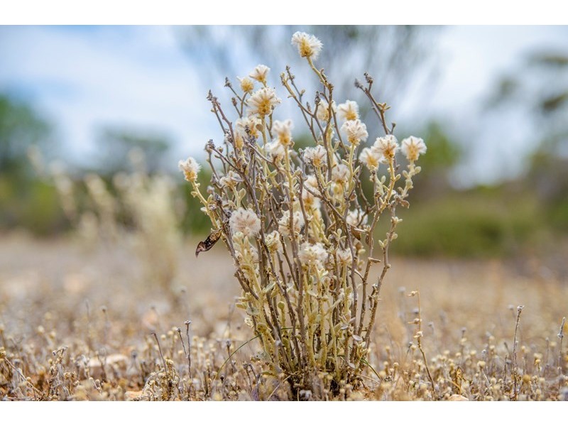 Sections 41, 42 and 62 OTC Road, Ceduna SA 5690
