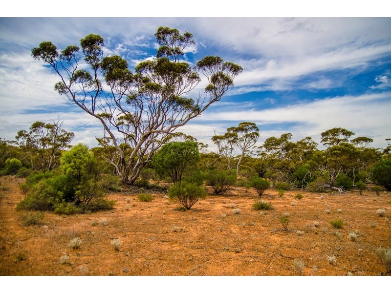 Sections 41, 42 and 62 OTC Road, Ceduna SA 5690