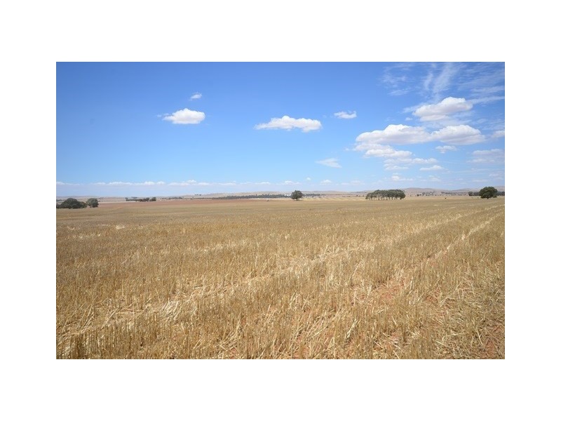 “Bills” Farrell Flat Road, Farrell Flat SA 5416