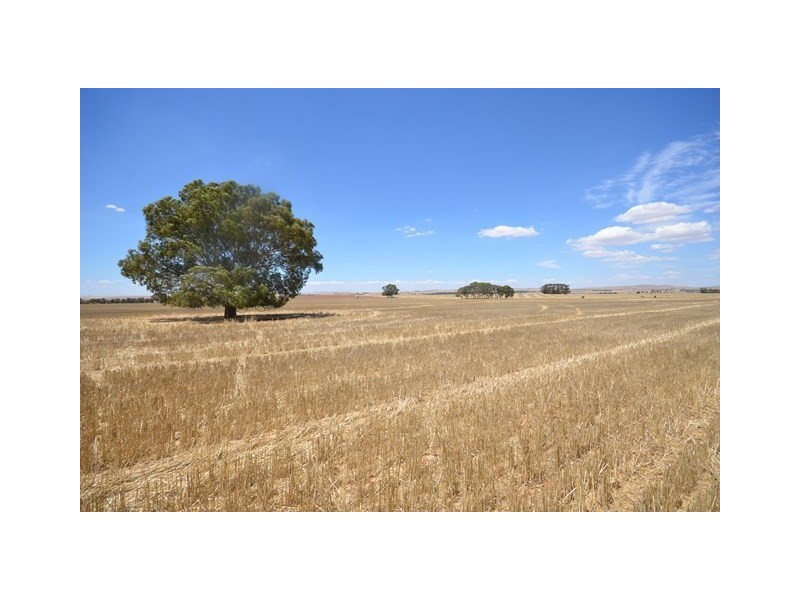 “Bills” Farrell Flat Road, Farrell Flat SA 5416