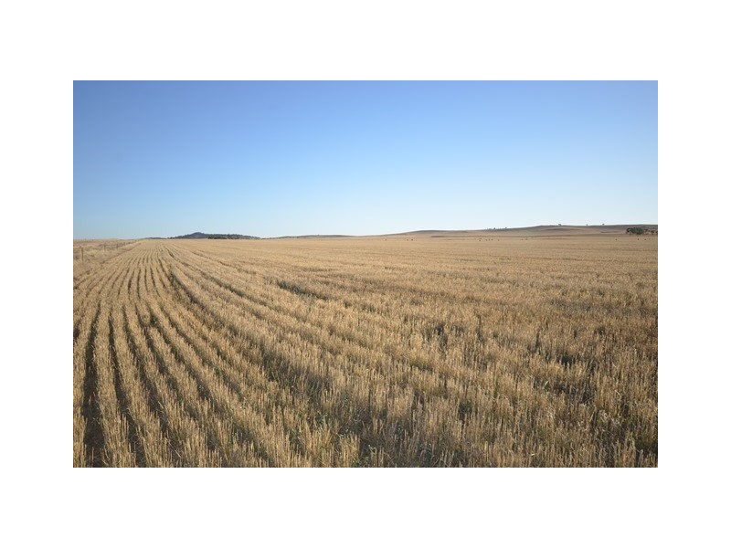 2 Lots Brady Creek and Kotz Road, Robertstown SA 5381