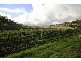 Lot 10 Quarry Road, Sevenhill SA 5453