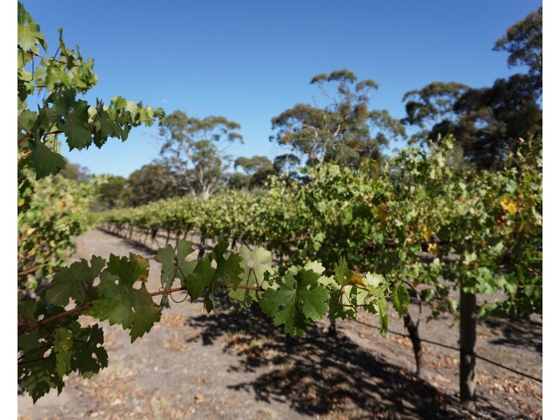 118 White Hut Road, Clare SA 5453