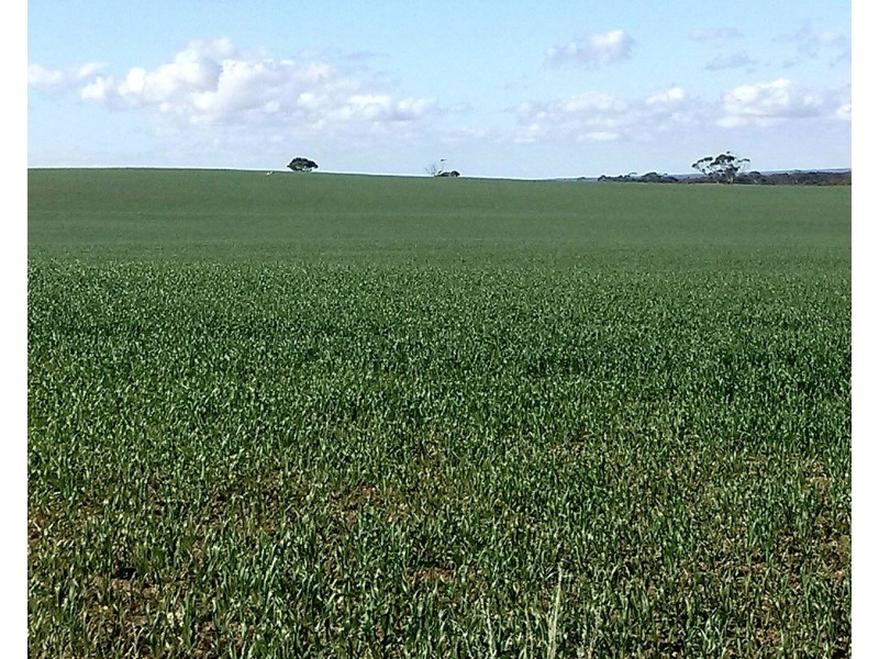 Lot 240 Angle Road, Sutherlands SA 5374