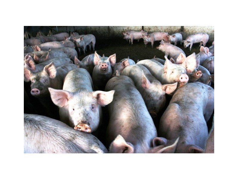 Lot 1 Boundary Road, Robertstown SA 5381