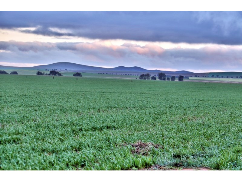 “Newikie” Old Belcunda Road, Mount Bryan SA 5418